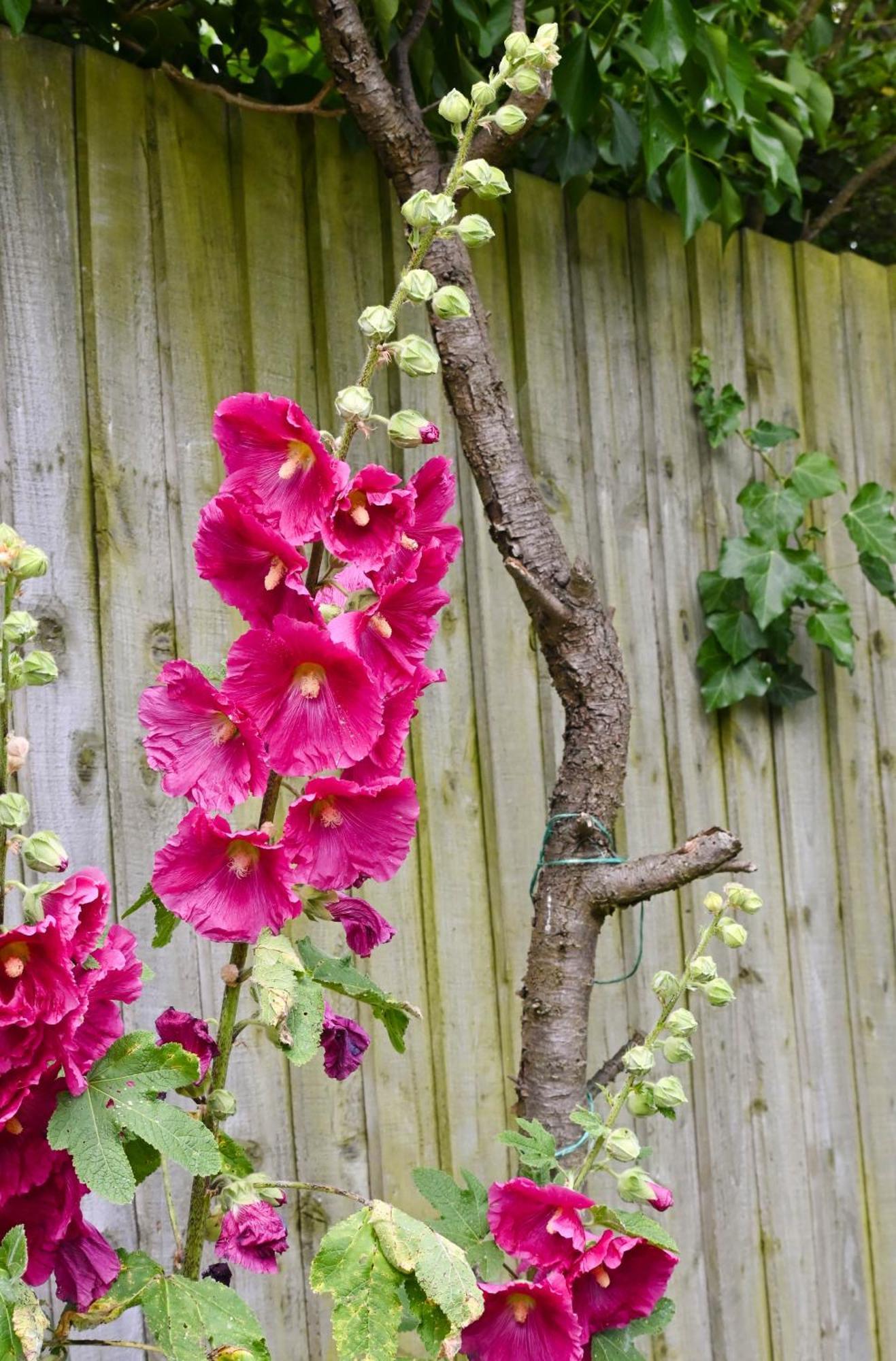Sweet Pea Cabin Badsey Buitenkant foto